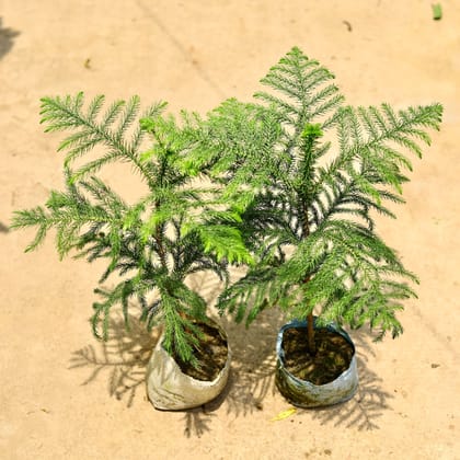 Buy Set of 2 - Araucaria / Christmas Tree in 5 Inch Nursery Bag Online | Urvann.com