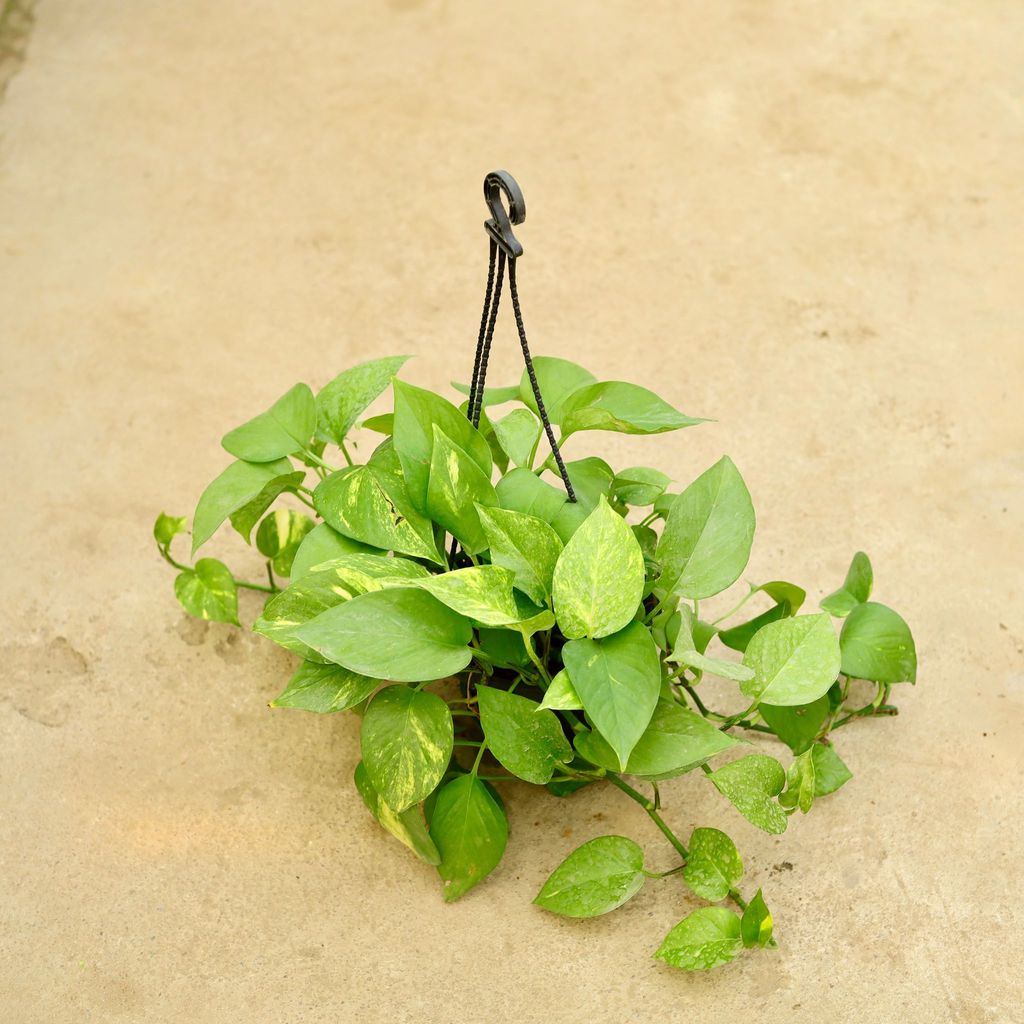 Buy Money Plant Green in 6 Inch Hanging Basket (any colour) Online | Urvann.com Money Plant Green in 6 Inch Hanging Basket (any colour)