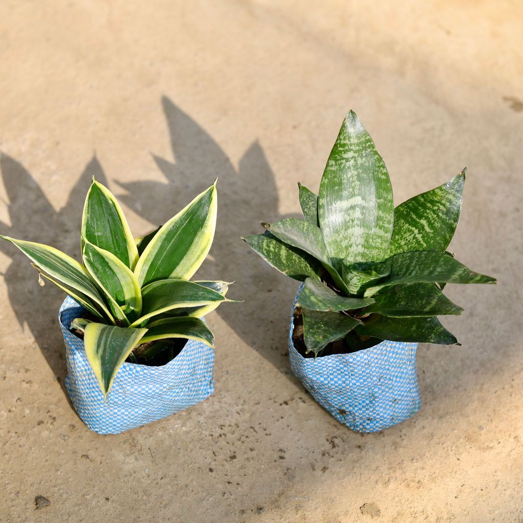 Buy Set of 2 - Snake (Dwarf & Green) in 4 Inch Nursery bag Online | Urvann.com Set of 2 - Snake (Dwarf & Green) in 4 Inch Nursery bag