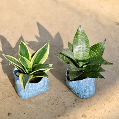 Buy Set of 2 - Snake (Dwarf & Green) in 4 Inch Nursery bag Online | Urvann.com