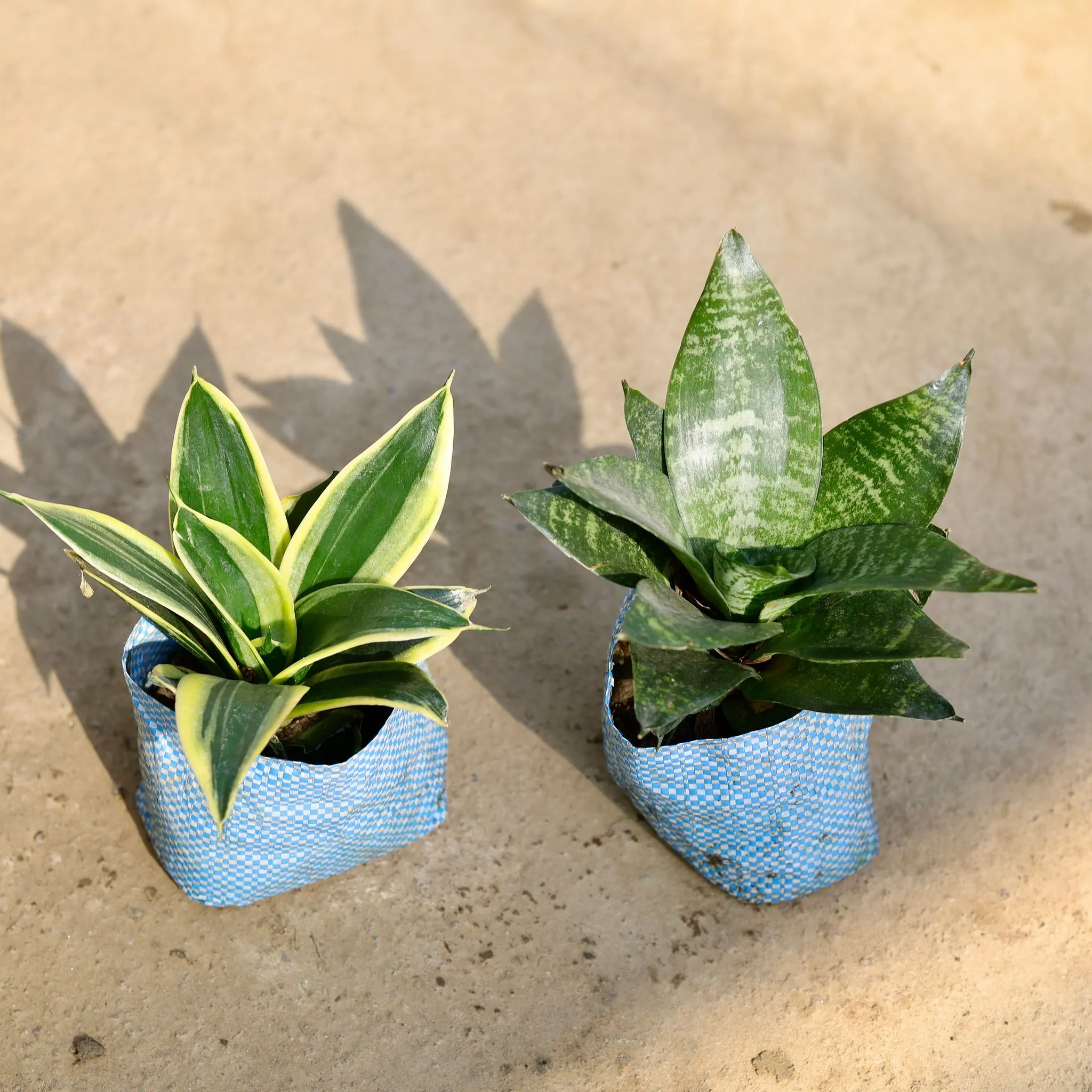 Set of 2 - Snake (Dwarf & Green) in 4 Inch Nursery bag