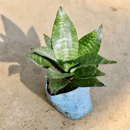 Buy Snake Dwarf Green in 4 Inch Nursery bag Online | Urvann.com
