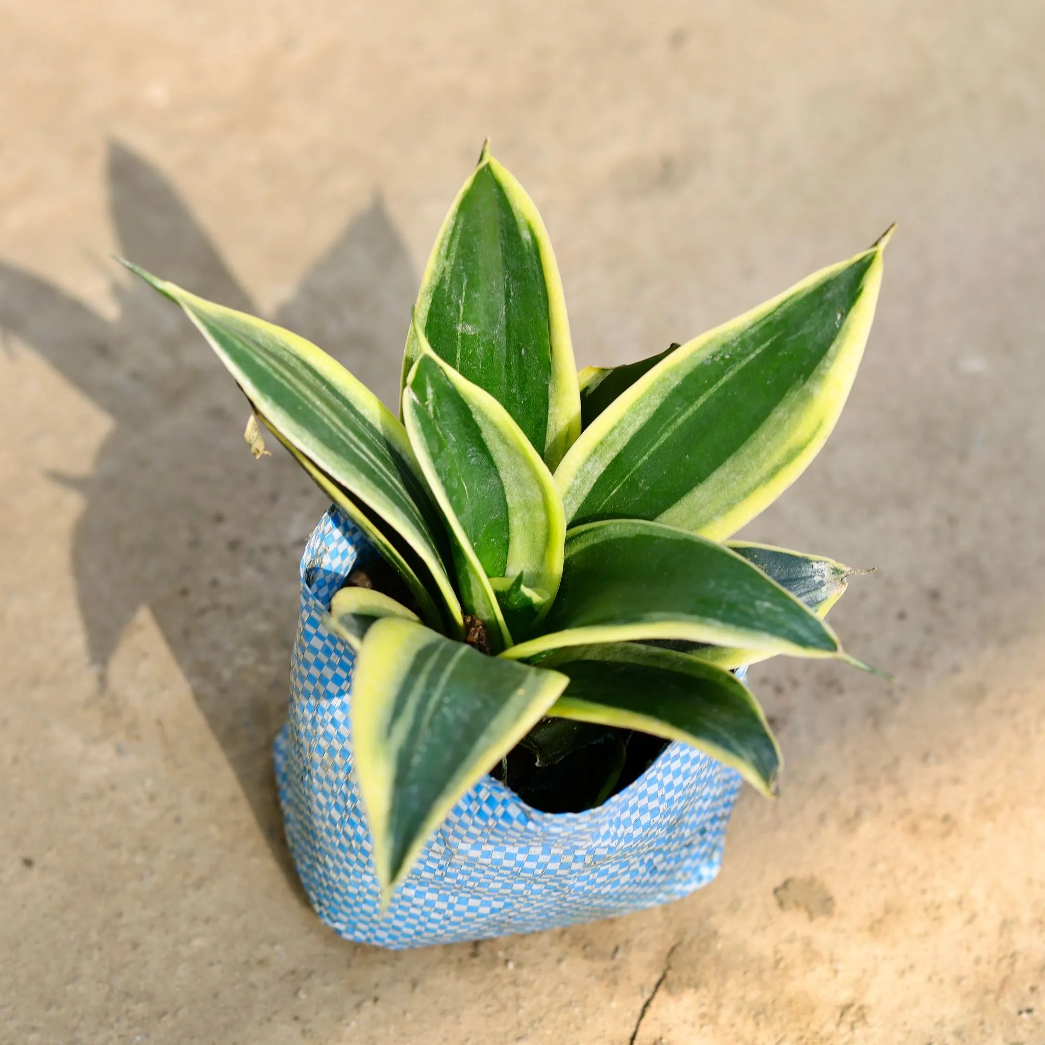 Snake Dwarf in 5 Inch Nursery bag