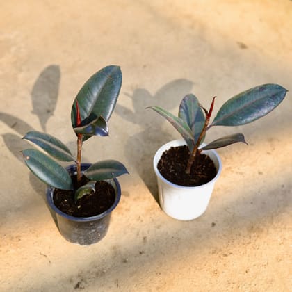 Buy Set of 2 - Rubber Black in 4 Inch Nursery Pot Online | Urvann.com