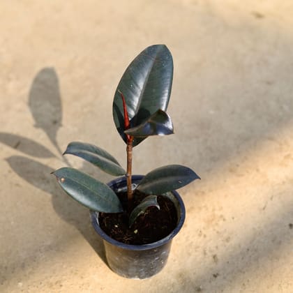 Buy Rubber Black in 4 Inch Nursery Pot Online | Urvann.com