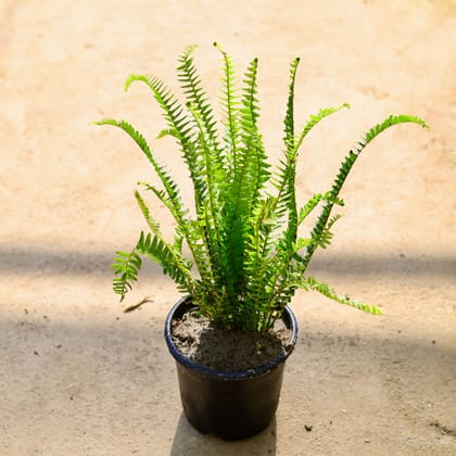 Buy Fern in 6 Inch Nursery Pot Online | Urvann.com