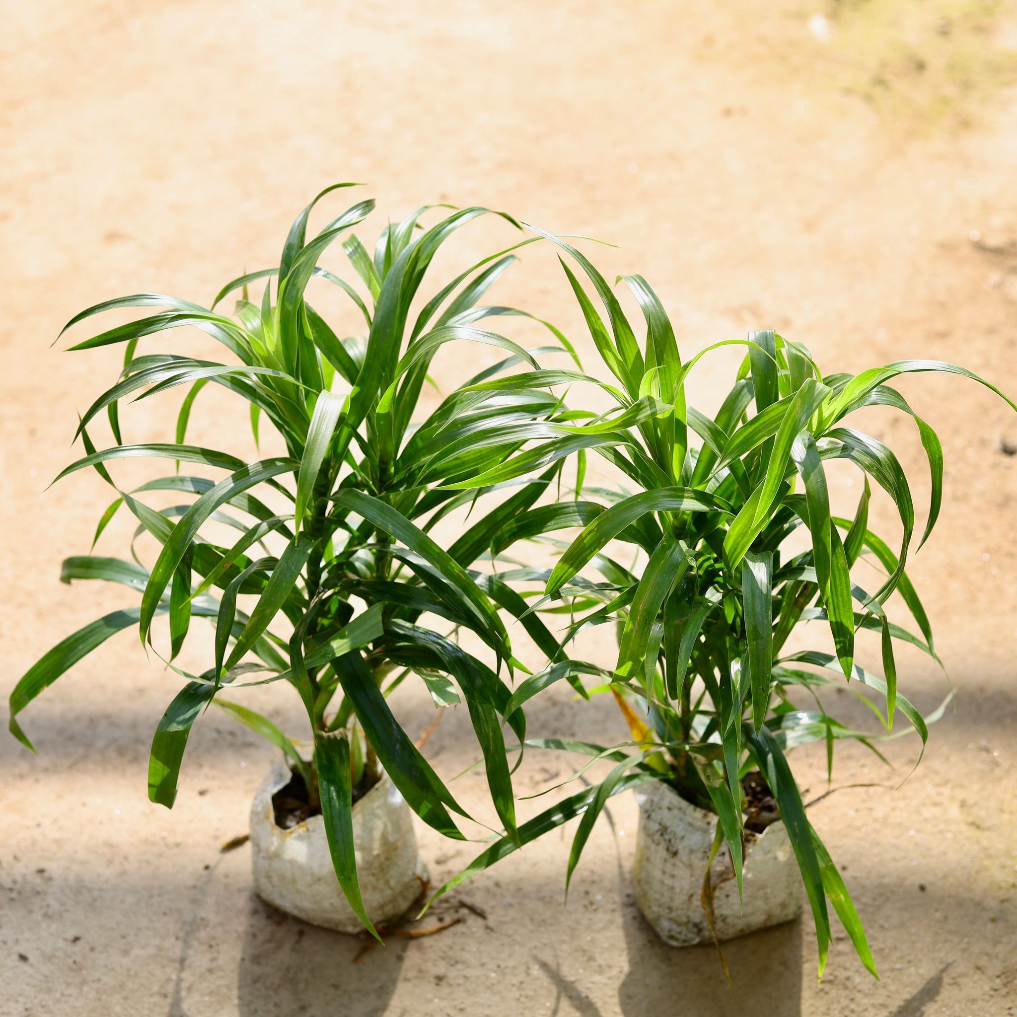 Set of 2 - Dracaena Green in 4 Inch Nursery bag