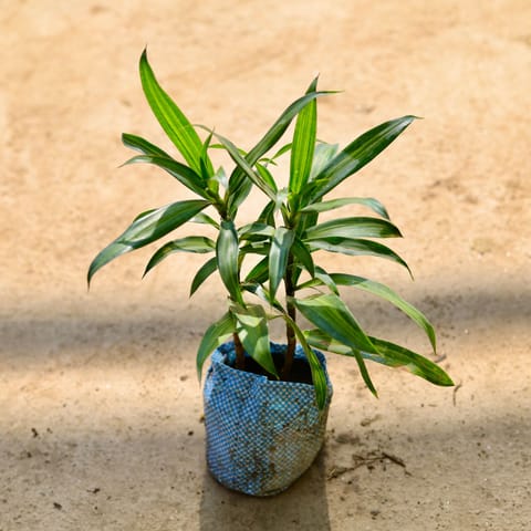 Dracaena Messenger in 4 Inch Nursery bag