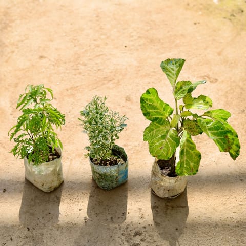 Set of 3 - Aralia (Neem, White & Dinner Plate) in 4 Inch Live Plant Nursery bag