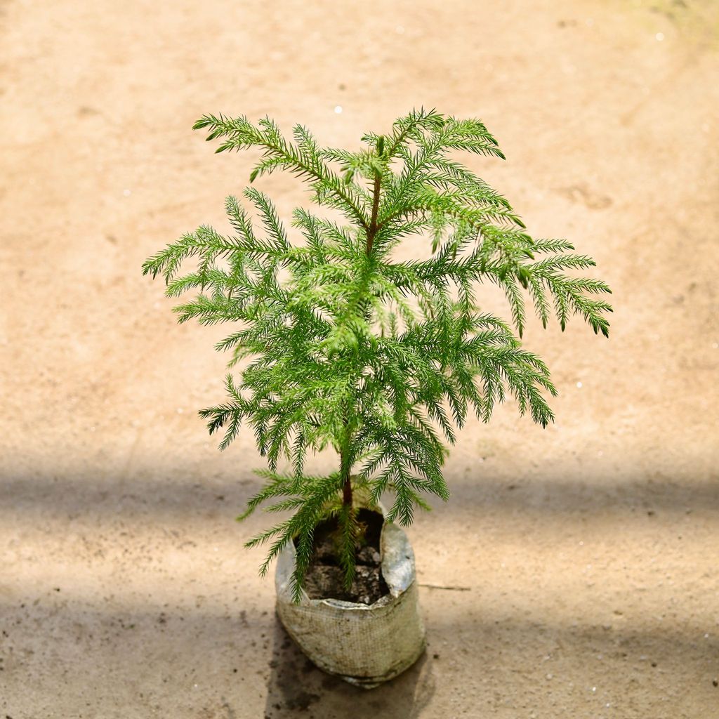 Buy Araucaria in 4 Inch Nursery bag Online | Urvann.com Araucaria in 4 Inch Nursery bag