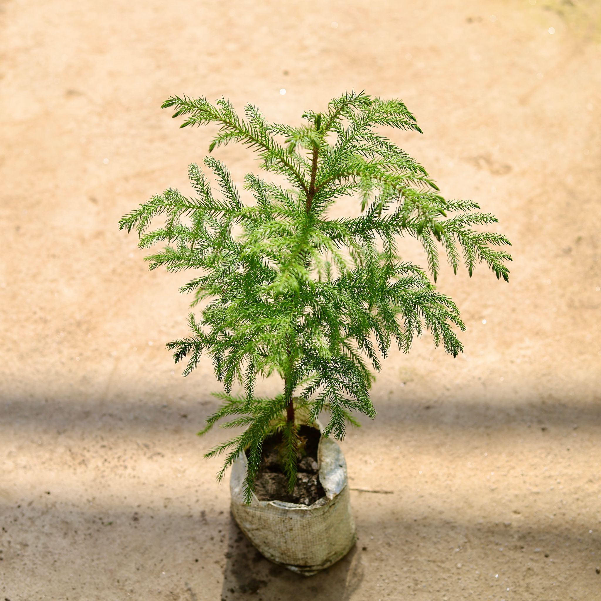 Araucaria in 4 Inch Nursery bag