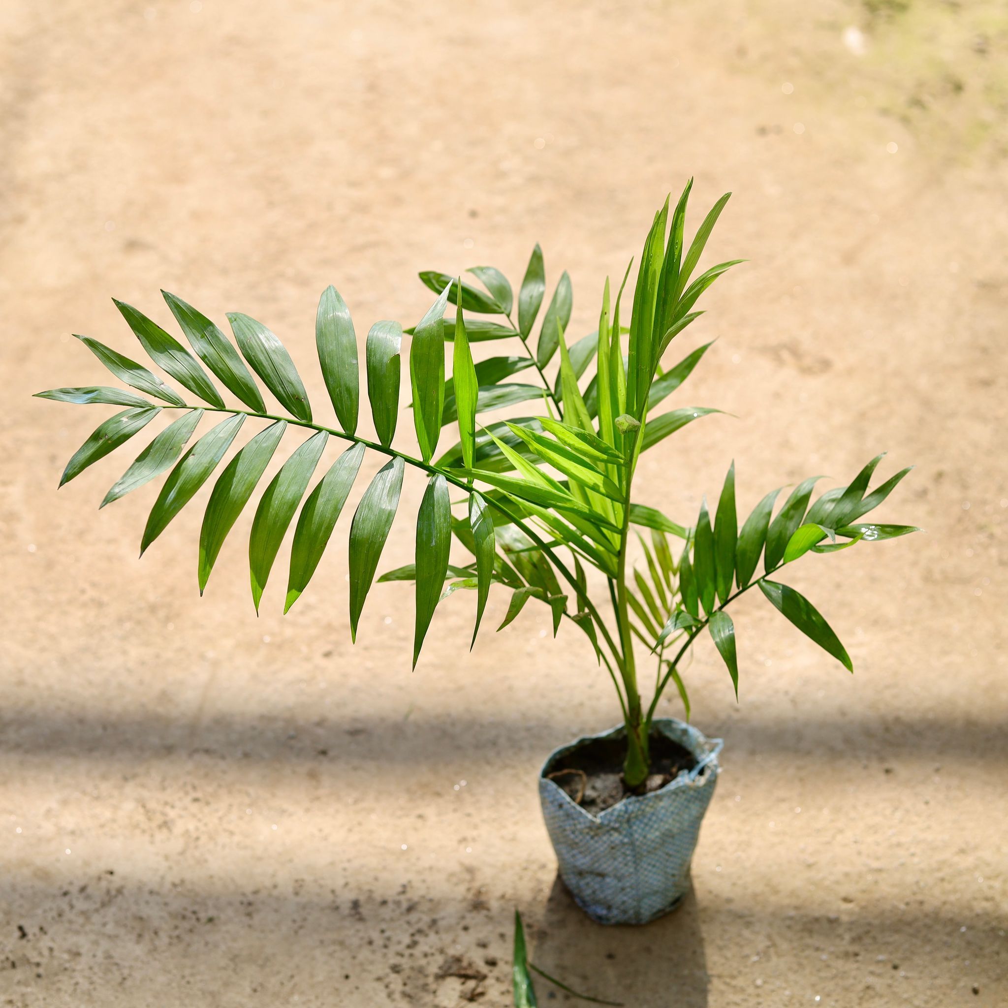 Chamaedorea Palm in 4 Inch Nursery bag