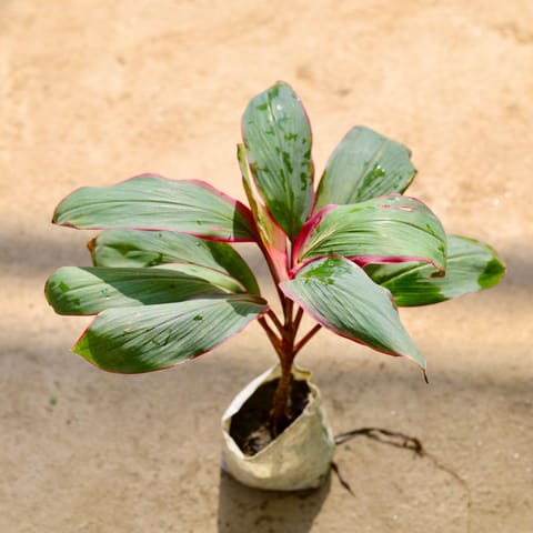Dracaena Kedarnath in 4 Inch Nursery bag