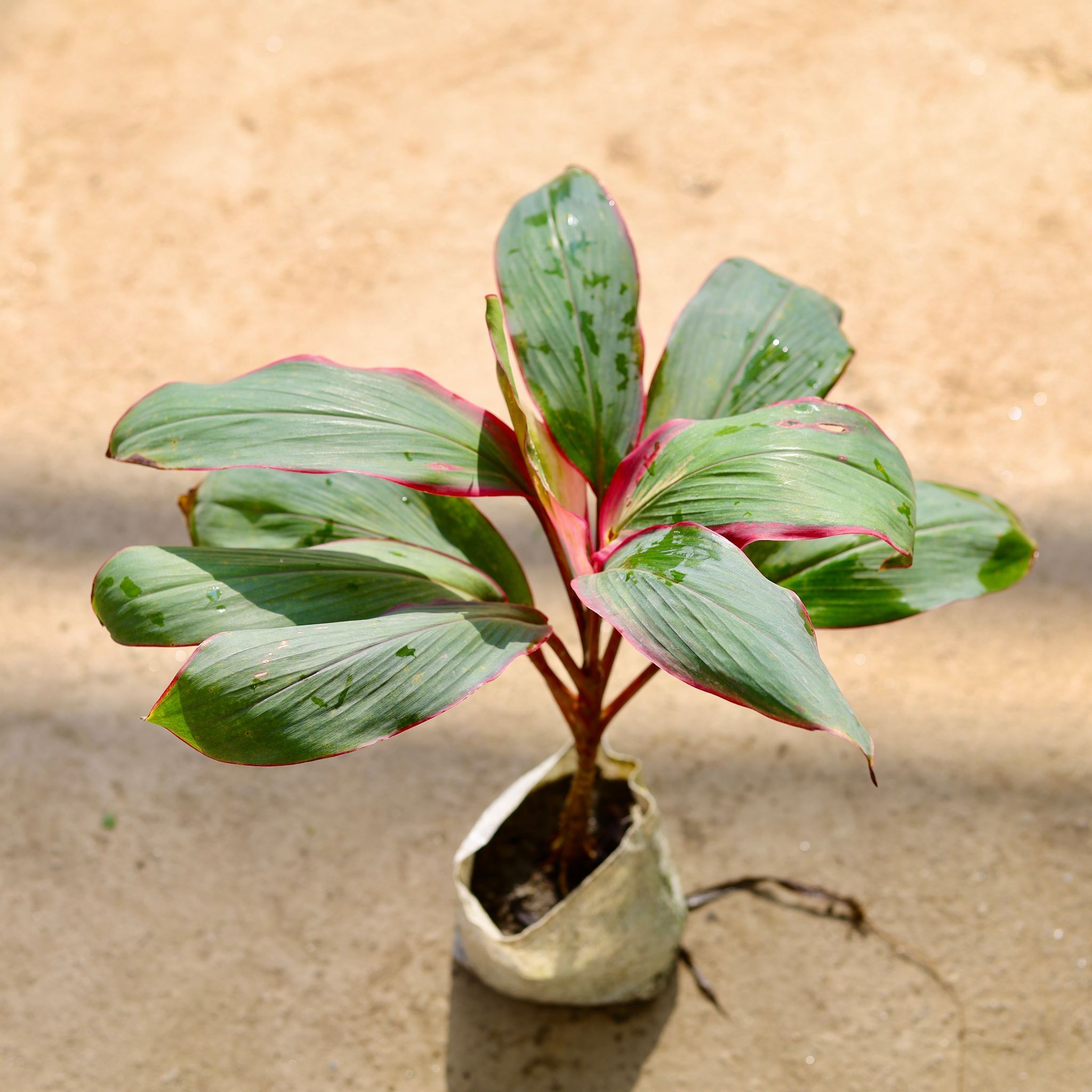Dracaena Kedarnath in 4 Inch Nursery bag