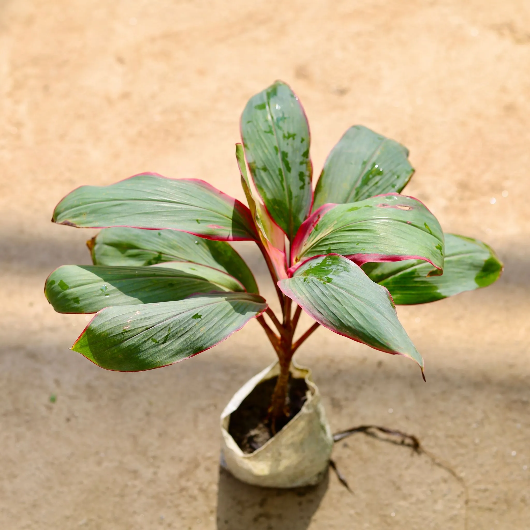 Dracaena Kedarnath in 4 Inch Nursery bag