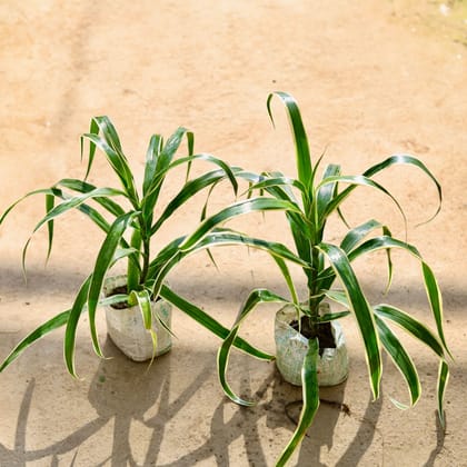 Buy Dracaena Jamaica in 4 Inch Nursery bag Online | Urvann.com