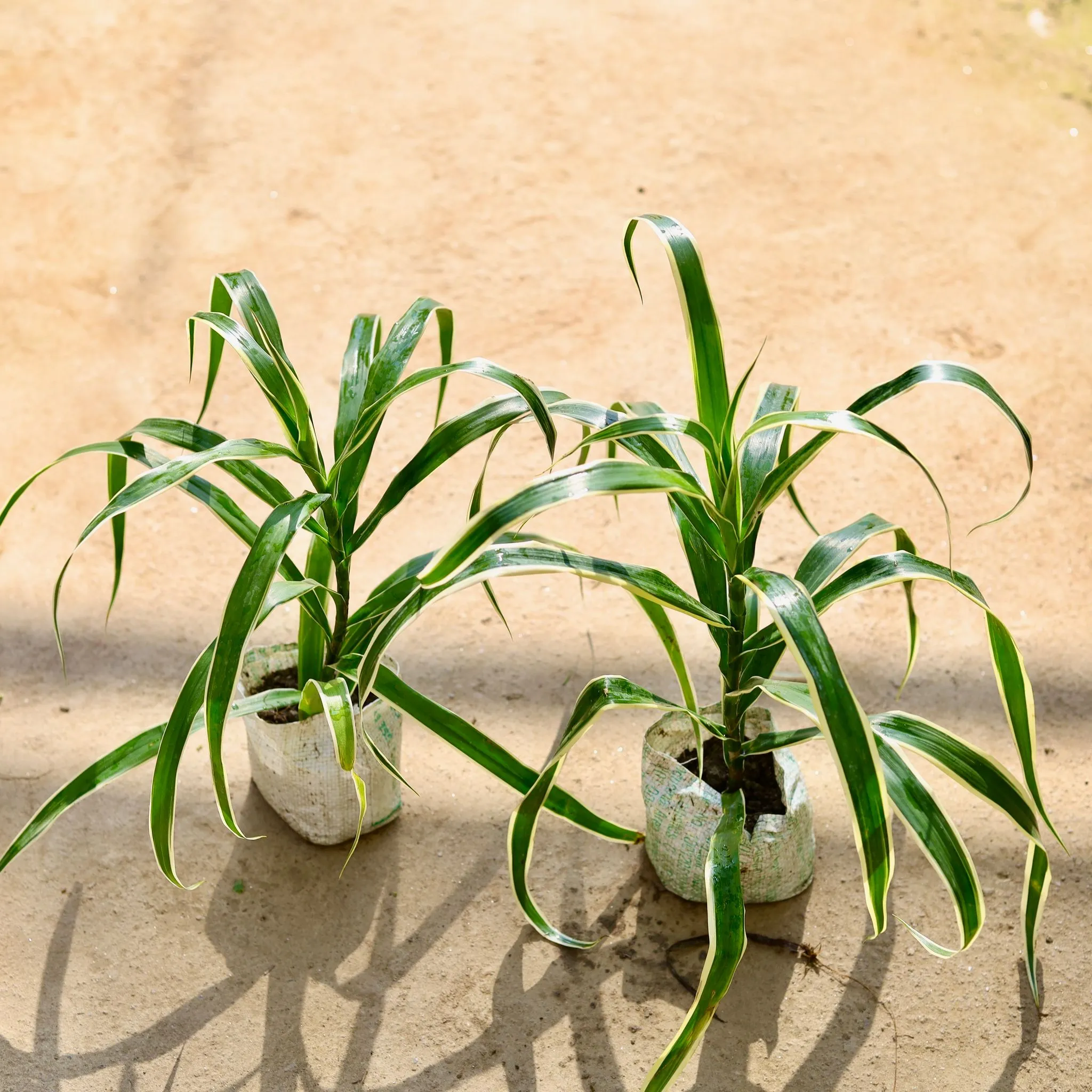 Set of 2 - Dracaena Jamaica in 4 Inch Nursery bag