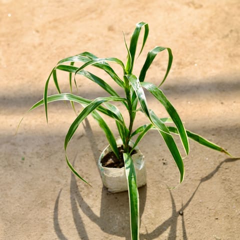 Air Purifying - Dracaena Jamaica in 4 Inch Nursery bag