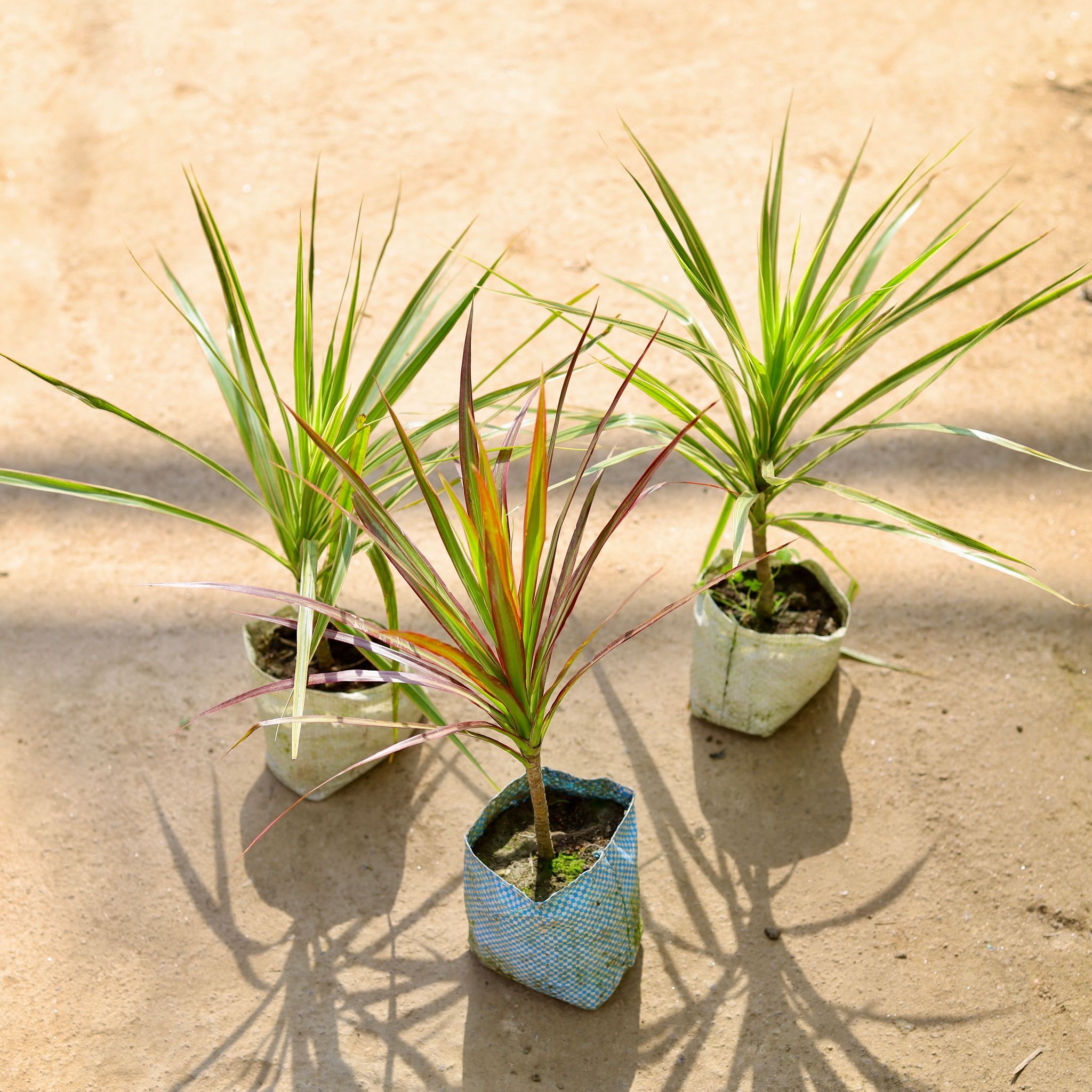 Air Purifying - Set of 2 - Dracaena (White & Red) in 4 Inch Nursery bag