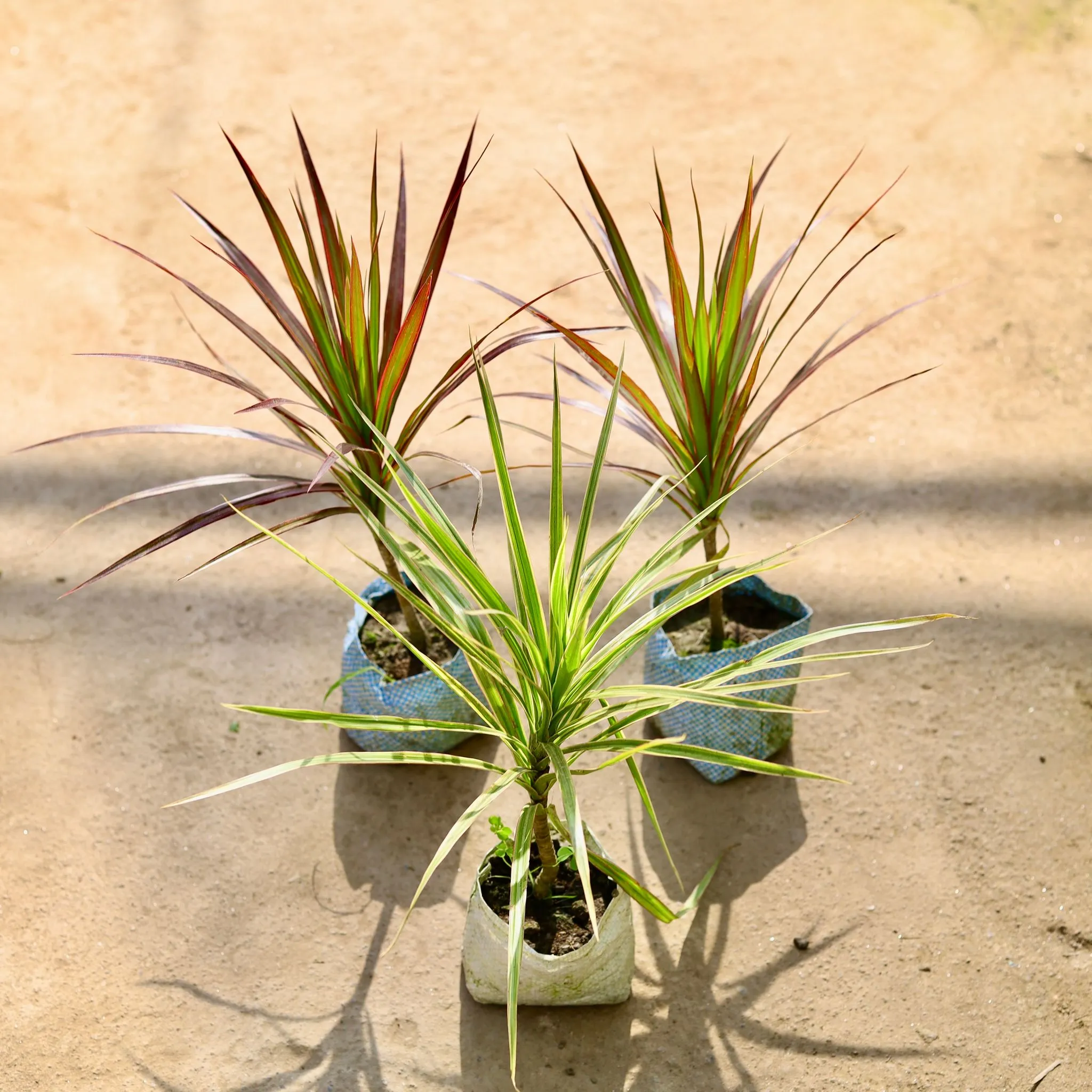Air Purifying - Set of 2 - Dracaena (White & Red) in 4 Inch Nursery bag