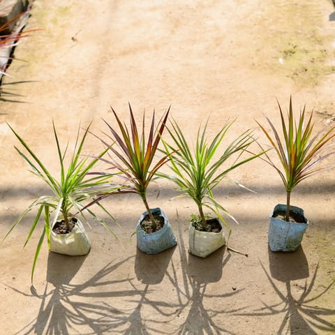 Air Purifying - Set of 2 - Dracaena (White & Red) in 4 Inch Nursery bag