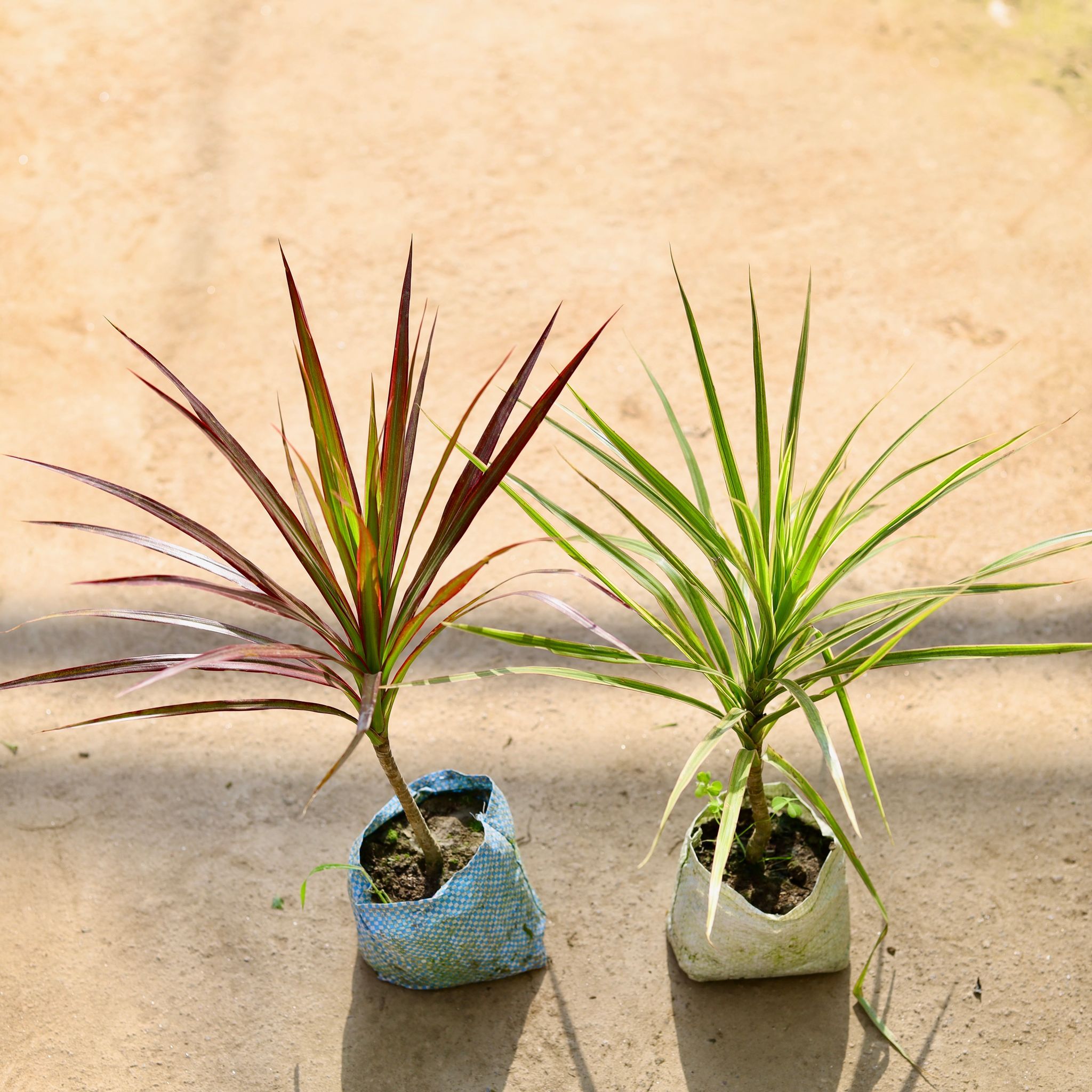 Air Purifying - Set of 2 - Dracaena (White & Red) in 4 Inch Nursery bag