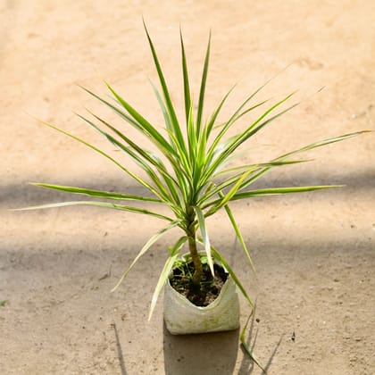 Buy Dracaena White in 4 Inch Nursery bag Online | Urvann.com