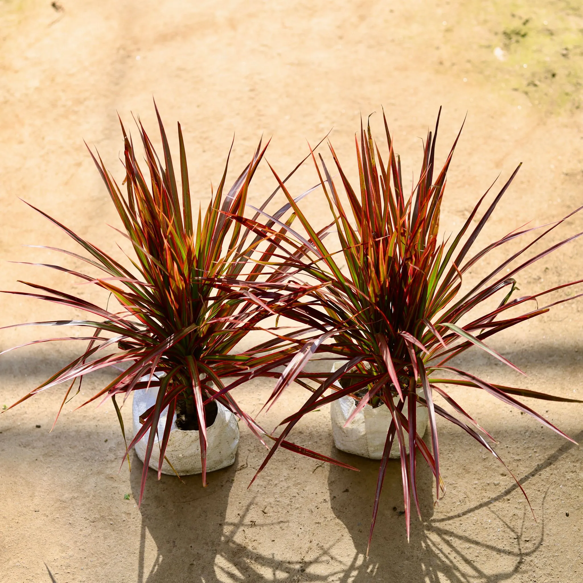 Air Purifying - Dracaena Red in 6 Inch Nursery bag