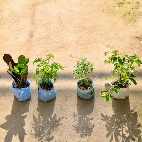 The Patterned Leaf Set - Croton Petra, Aralia Neem, Aralia White & Schefflera Variegated in 4 Inch Live Plant Nursery bag