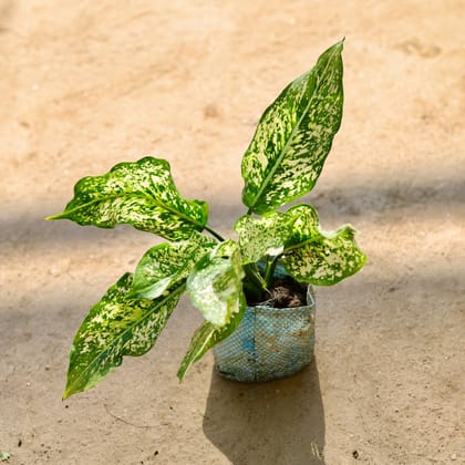 Buy Aglaonema Snow White in 4 Inch Nursery bag Online | Urvann.com