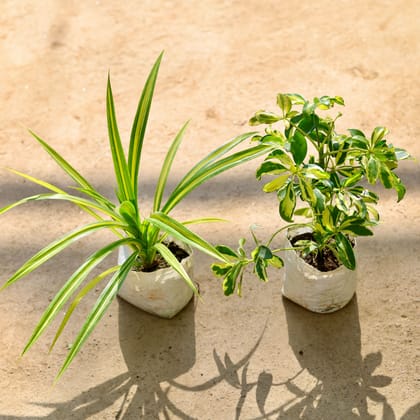 Buy Set of 2 - (Pandanus & Schefflera Variegated) in 4 Inch Nursery bag Online | Urvann.com