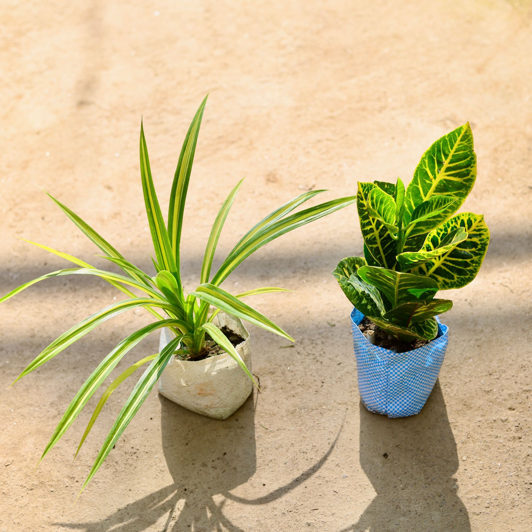 Set of 2 - Pandanus & Croton Petra in 4 Inch Nursery bag