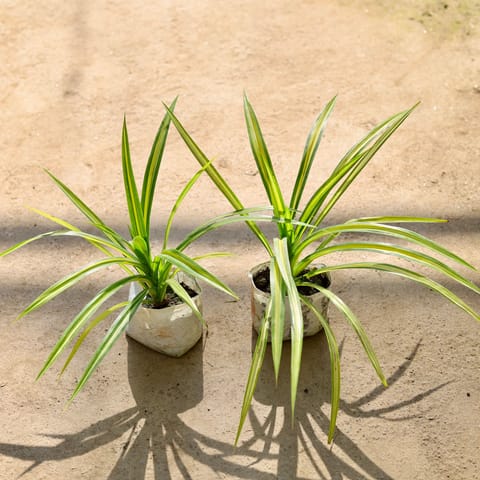 Set of 2 - Pandanus in 4 Inch Live Plant Nursery bag
