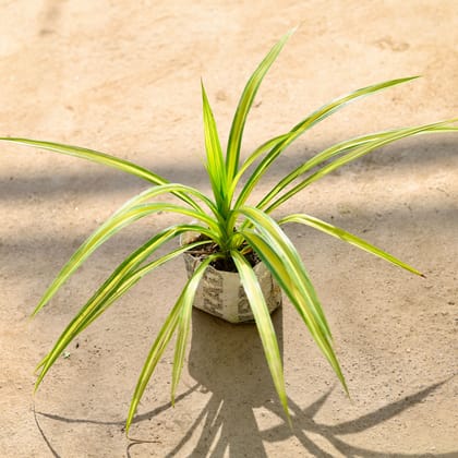 Buy Pandanus in 4 Inch Nursery bag Online | Urvann.com