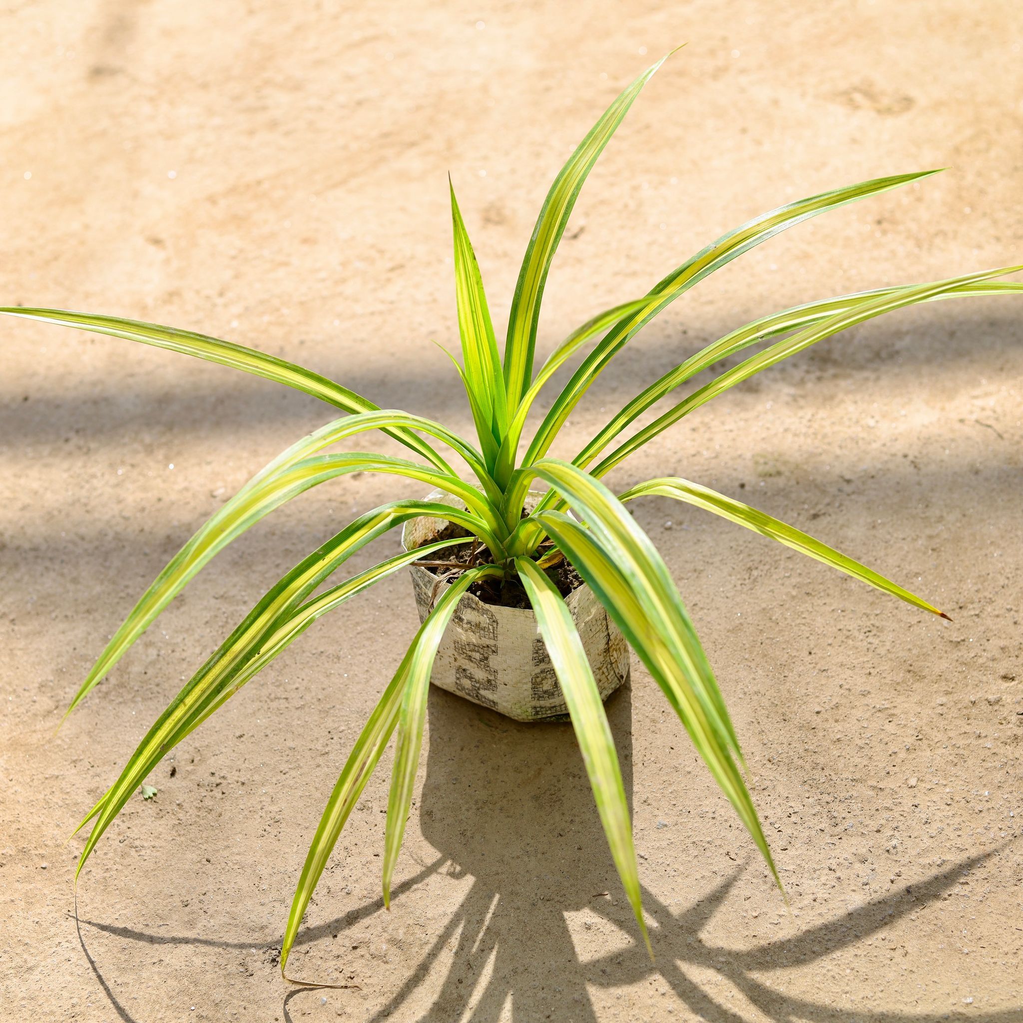 Pandanus in 4 Inch Nursery bag