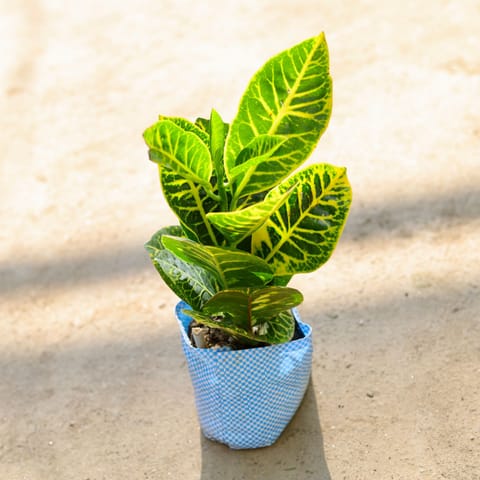 Air Purifying - Croton Petra in 4 Inch Nursery bag