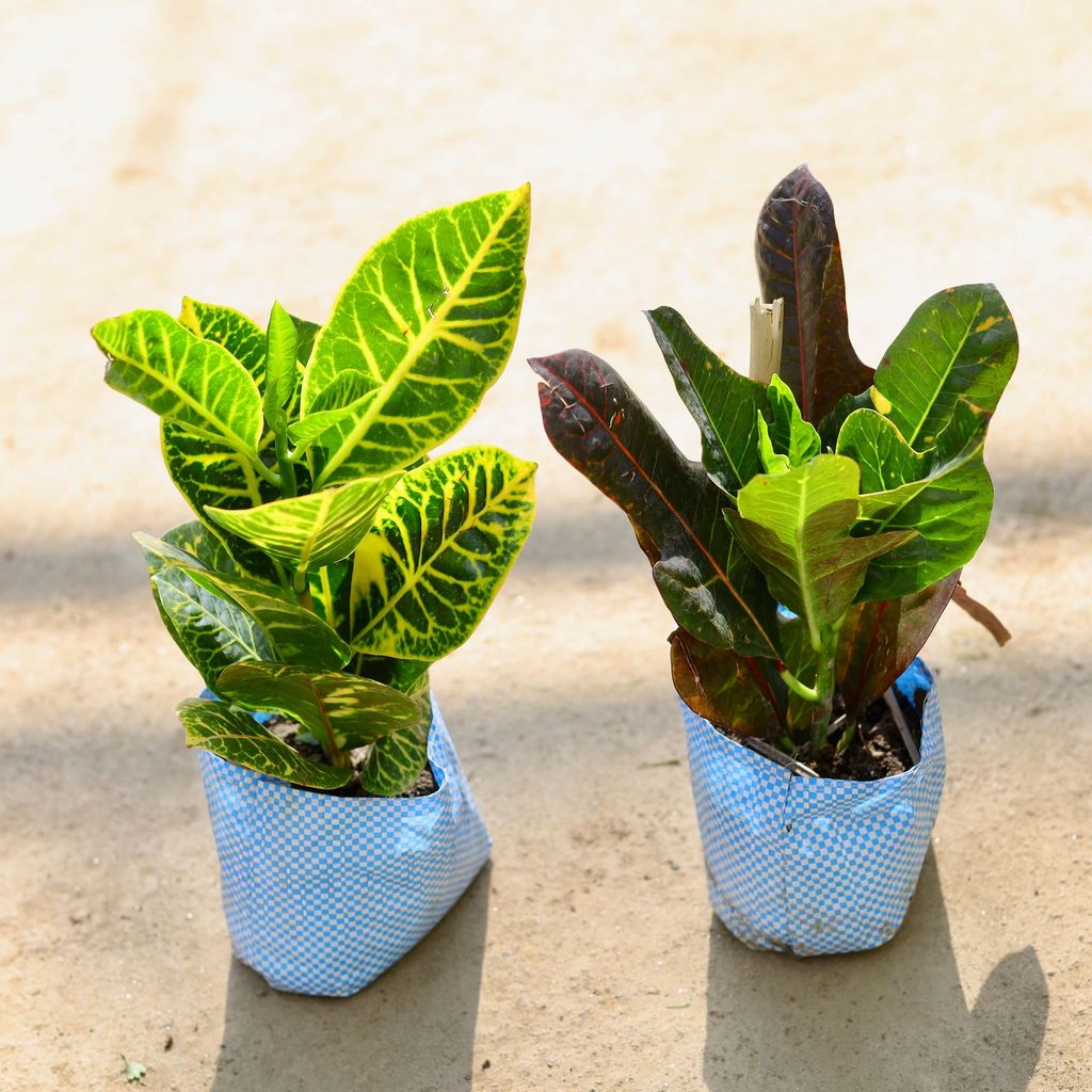 Set of 2 - Croton Petra in 4 Inch Nursery bag