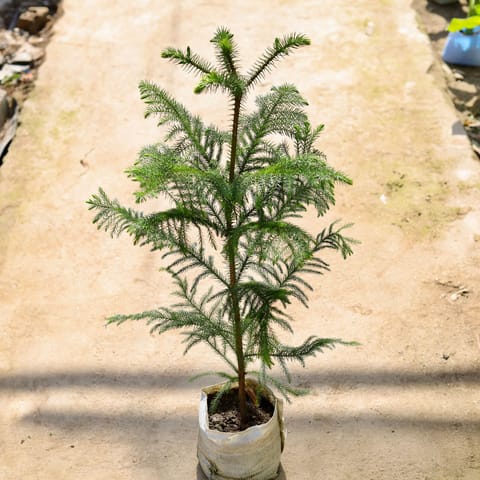 Araucaria in 7 Inch Live Fresh Plant Nursery bag in Sector 18
