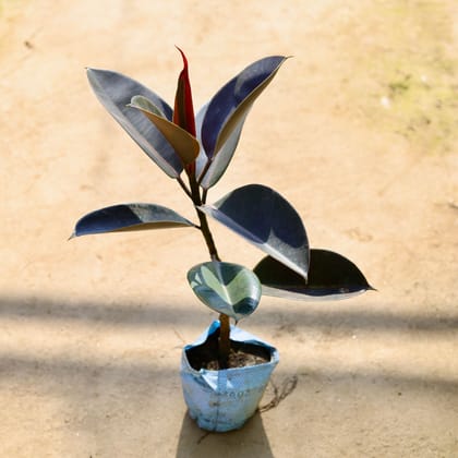 Buy Rubber Plant in 8 Inch Nursery bag Online | Urvann.com