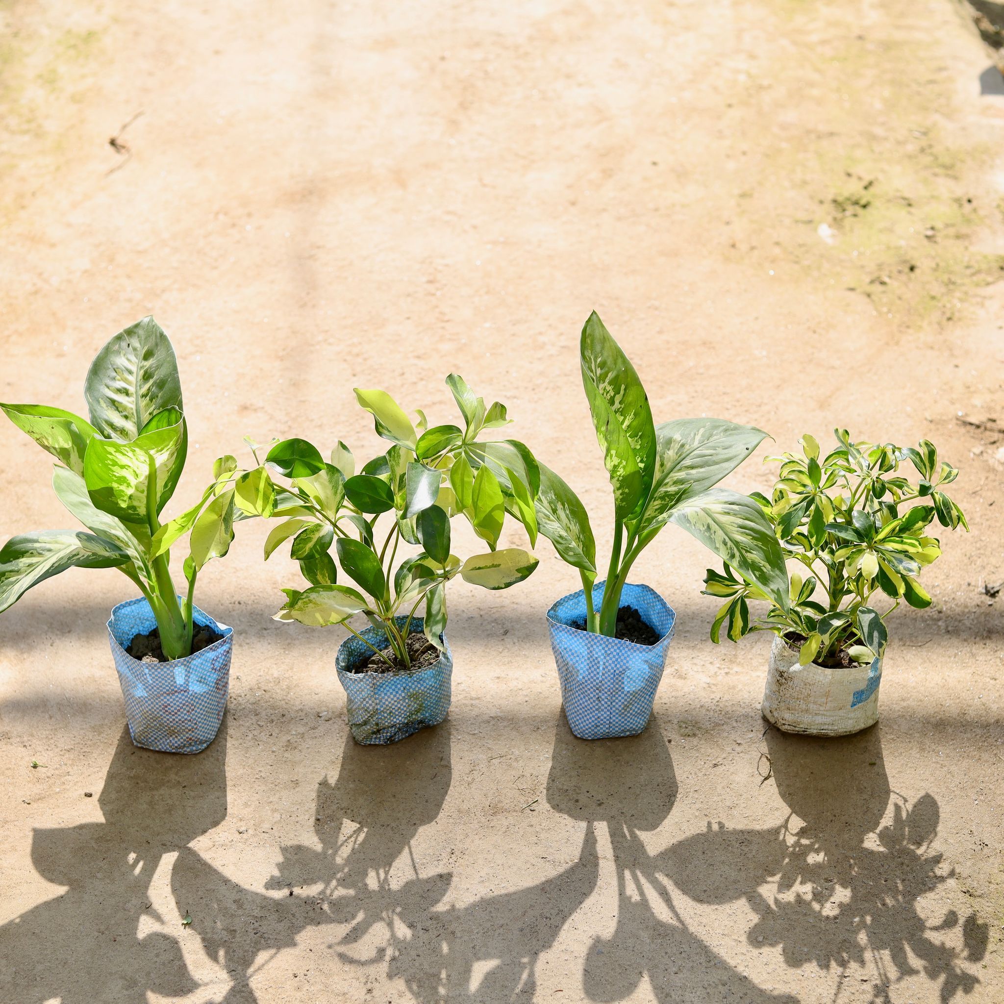 Set of 4- Dieffenbachia, Schefflera Variegated & Schefflera High Colour in 4 Inch Nursery bag