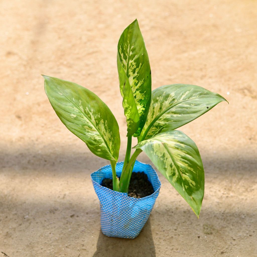 Buy Dieffenbachia in 4 Inch Nursery bag Online | Urvann.com Dieffenbachia in 4 Inch Nursery bag