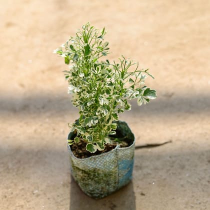 Buy Aralia White in 4 Inch Nursery bag Online | Urvann.com