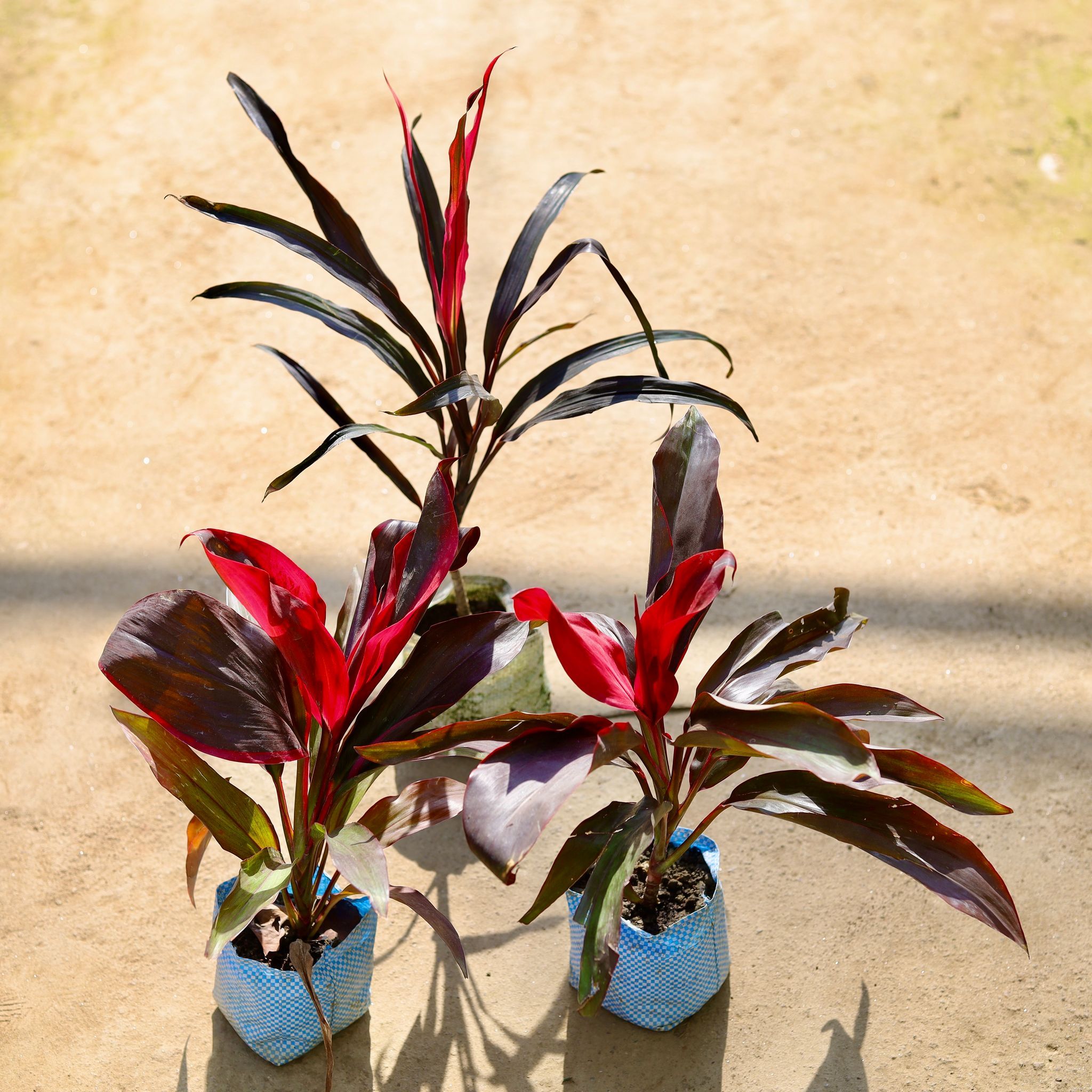 Set of 3 - Dracaena Narow Leaf & 2 Dracaena Rosea in 4 Inch Nursery bag