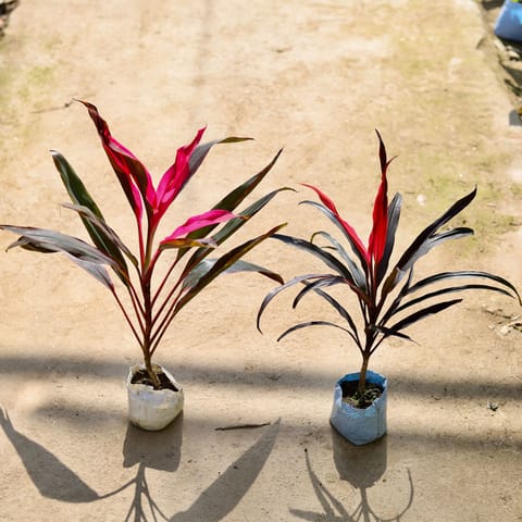 Air Purifying - Set of 2 - Dracaena Narow Leaf in 4 Inch Live Plant Nursery bag