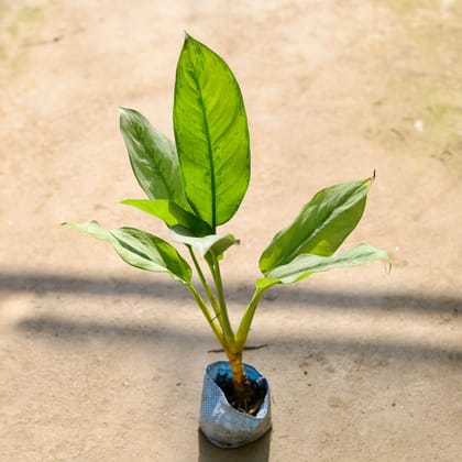 Buy Aglaonema Philippica in 4 Inch Nursery bag Online | Urvann.com