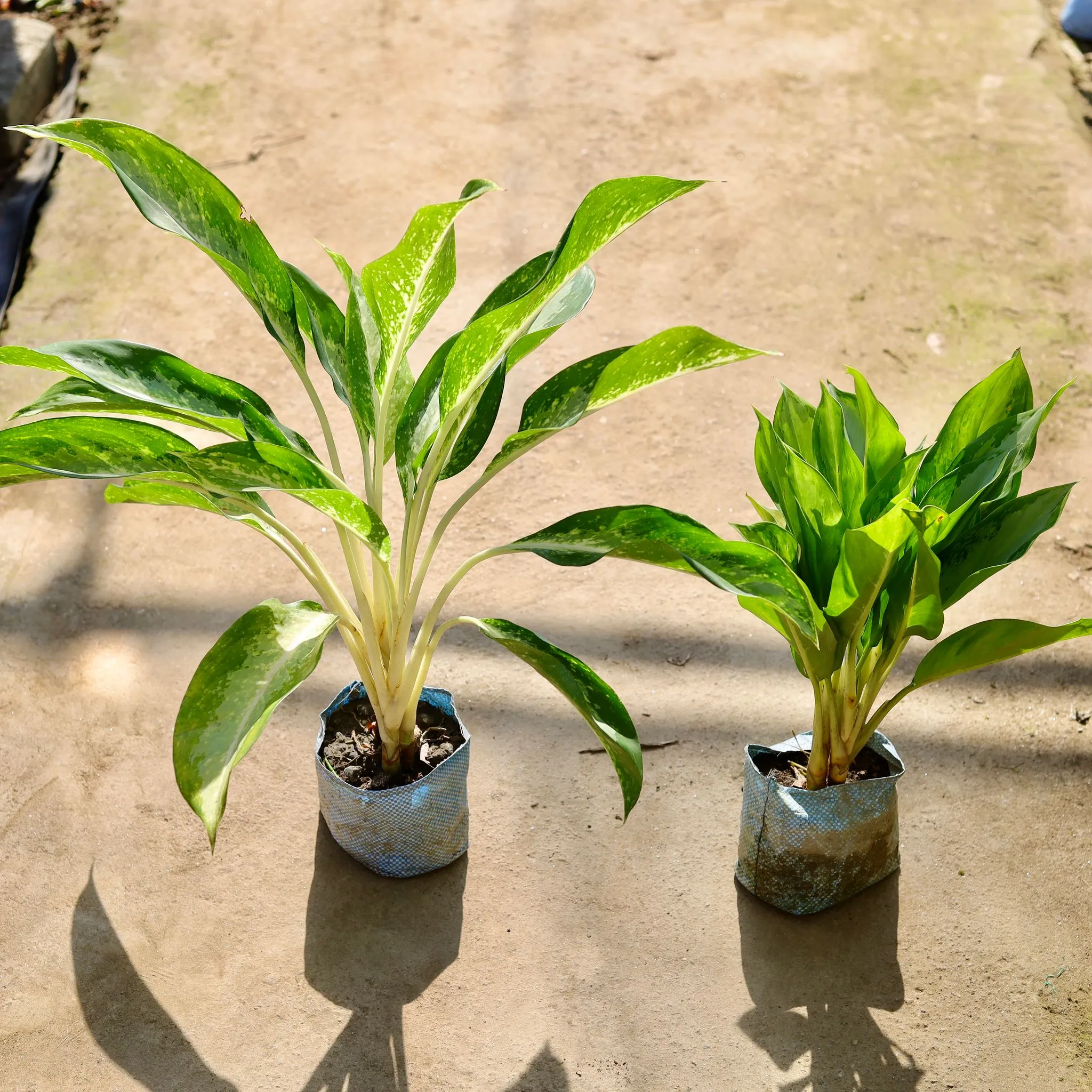 Air Purifying - Set of 2 - Aglaonema (Philippica & Dove) in 7 Inch Nursery bag