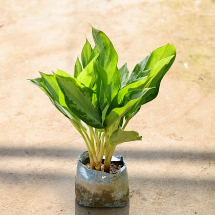 Buy Aglaonema Broad Leaf in 7 Inch Nursery bag Online | Urvann.com