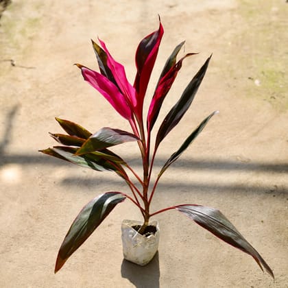 Buy Dracaena Mahatma in 4 Inch Nursery bag Online | Urvann.com