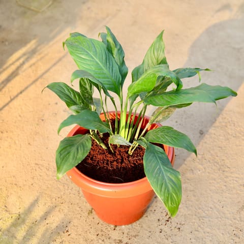Peace lily in 10 Inch Live Plant Classy Red Plastic Pot