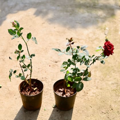 Buy Set of 2 - English Rose (Any Colour) in 6 Inch Nursery Pot | Urvann.com
